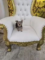 Spud, a male Yorkshire Terrier for sale in Forney, TX – 4 of 5
