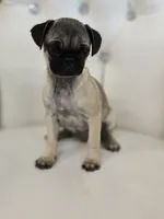 Amy, a female Pug for sale in Forney, TX – 2 of 4