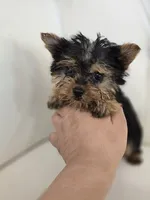 Tiny Sue, a female Yorkshire Terrier for sale in Forney, TX – 2 of 5