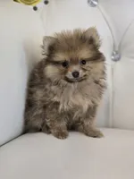 Bear, a male Pomeranian for sale in Forney, TX – 5 of 6