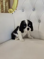Buddy, a male Cocker Spaniel for sale in Forney, TX – 4 of 5