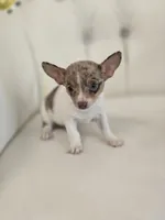 Maria, a female Chihuahua for sale in Forney, TX – 4 of 4