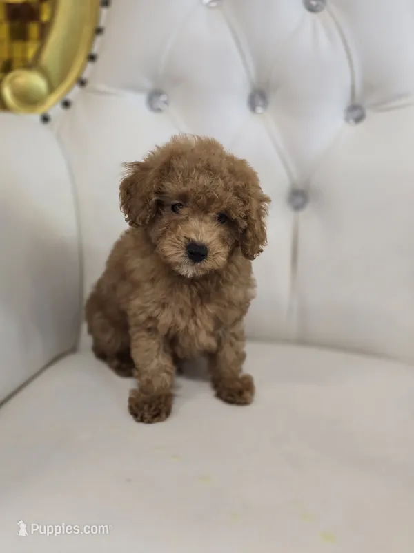 Rusty – Poodle - Miniature  puppy for sale in Forney, TX