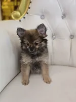 Sassy, a female Pomeranian for sale in Forney, TX – 2 of 5