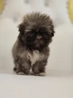 Einstein, a male Shih Tzu for sale in Forney, TX – 4 of 4