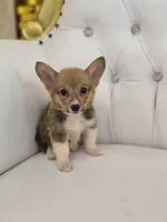 Stump, a male Pembroke Welsh Corgi for sale in Forney, TX – 4 of 5