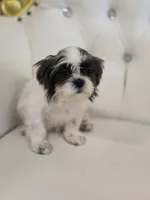 Maggie, a female Shih Tzu for sale in Forney, TX – 5 of 5