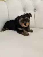 Daisy, a female Yorkshire Terrier for sale in Forney, TX – 3 of 5