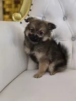 Sheeba, a female Pomeranian for sale in Forney, TX – 5 of 7