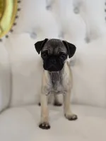 Amy, a female Pug for sale in Forney, TX – 4 of 4