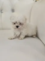Tiny Tim, a male Maltese for sale in Forney, TX – 3 of 4