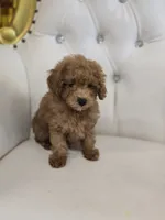 Rusty, a male Poodle - Miniature  for sale in Forney, TX – 5 of 5