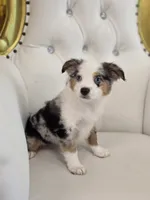 Princess, a female Miniature Australian Shepherd for sale in Forney, TX – 3 of 5