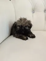 Chewy, a male Shih Tzu for sale in Forney, TX – 5 of 6