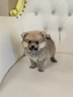 Teddy Bear, a male Pomeranian for sale in Forney, TX – 3 of 4