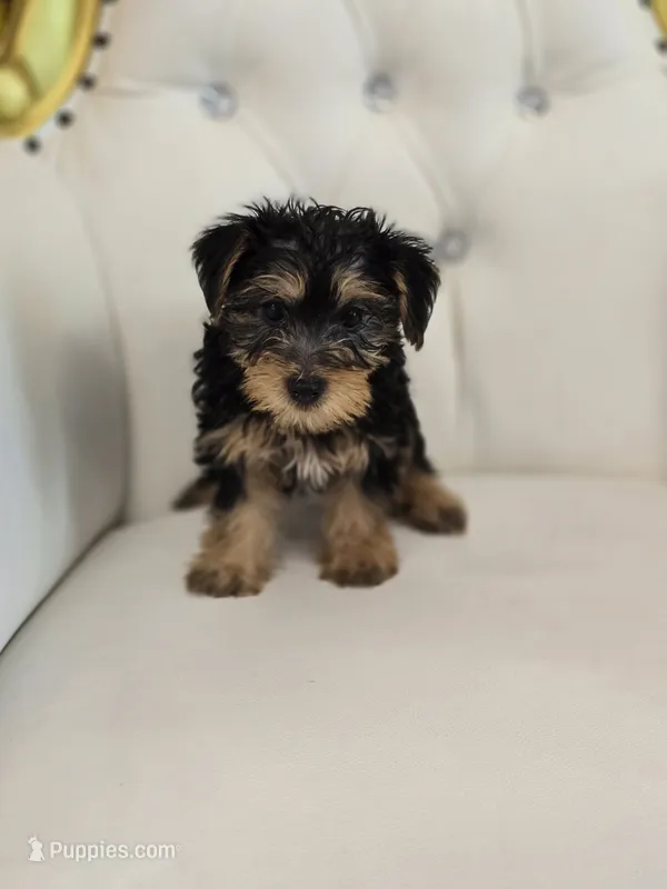 Daisy – Yorkshire Terrier puppy for sale in Forney, TX