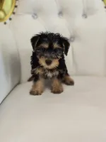 Daisy, a female Yorkshire Terrier for sale in Forney, TX – 1 of 5