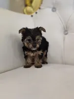 Minnie Mouse, a female Yorkshire Terrier for sale in Forney, TX – 2 of 5