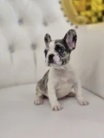 Bumpy, a female French Bulldog for sale in Forney, TX – 3 of 6