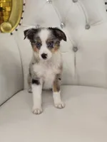 Austin, a male Miniature Australian Shepherd for sale in Forney, TX – 3 of 6