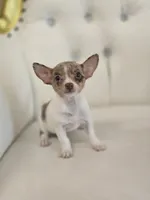 Maria, a female Chihuahua for sale in Forney, TX – 3 of 4