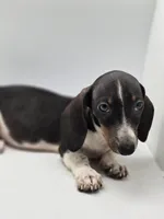 Sandy, a female Miniature Dachshund for sale in Forney, TX – Photo 3 of 4