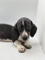 Sandy, a female Miniature Dachshund for sale in Forney, TX – Photo 4 of 4