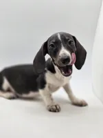 Sandy, a female Miniature Dachshund for sale in Forney, TX – Photo 2 of 4