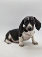 Sandy, a female Miniature Dachshund for sale in Forney, TX – Photo 1 of 4