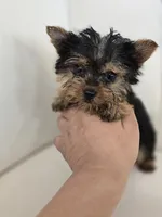Tiny Sue, a female Yorkshire Terrier for sale in Forney, TX – 4 of 5