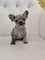 Spots, a female French Bulldog for sale in Forney, TX – 5 of 5