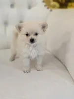 Princess, a female Pomeranian for sale in Forney, TX – 3 of 5