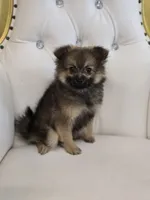 Sheeba, a female Pomeranian for sale in Forney, TX – 2 of 7