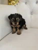 Darla, a female Yorkshire Terrier for sale in Forney, TX – 3 of 4