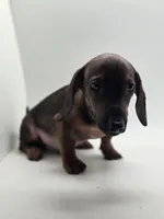 Bruno, a male Miniature Dachshund for sale in Forney, TX – 5 of 6