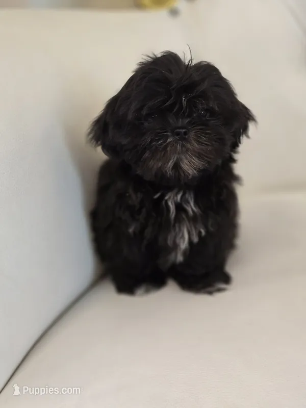 Midnight – Shih Tzu puppy for sale in Forney, TX