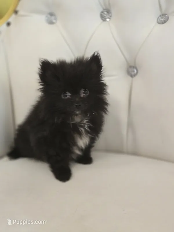 Midnight – Pomeranian puppy for sale in Forney, TX