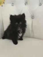 Midnight, a male Pomeranian for sale in Forney, TX – 1 of 4