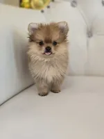 Rollin, a male Pomeranian for sale in Forney, TX – 2 of 5