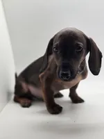 Bruno, a male Miniature Dachshund for sale in Forney, TX – 3 of 6