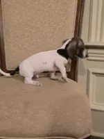 Bam Bam, a male Miniature Dachshund for sale in Forney, TX – 2 of 4