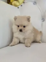Bear, a female Pomeranian for sale in Forney, TX – 2 of 3