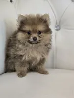 Bear, a male Pomeranian for sale in Forney, TX – 1 of 6