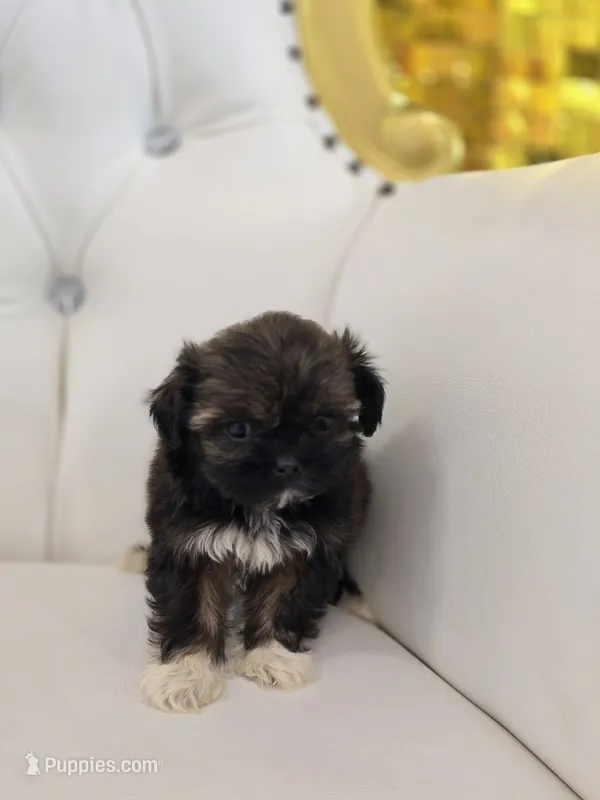Precious  – Shih Tzu puppy for sale in Forney, TX