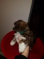 Hershey, a male Shih Tzu for sale in Forney, TX – 3 of 3