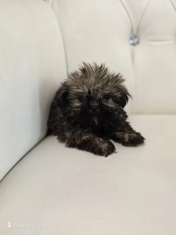 Chewy – Shih Tzu puppy for sale in Forney, TX