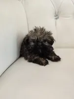 Chewy, a male Shih Tzu for sale in Forney, TX – 1 of 6