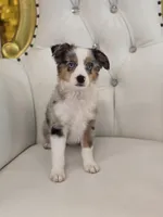 Austin, a male Miniature Australian Shepherd for sale in Forney, TX – 4 of 6