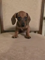 Pumpkin, a male Miniature Dachshund for sale in Forney, TX – 2 of 5