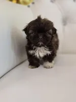 Hershey, a female Shih Tzu for sale in Forney, TX – Photo 3 of 5